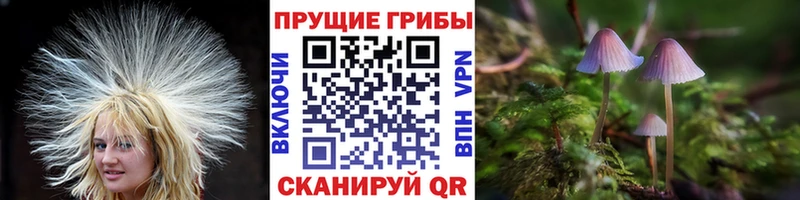 kraken ТОР  Усть-Кут  Псилоцибиновые грибы Cubensis 